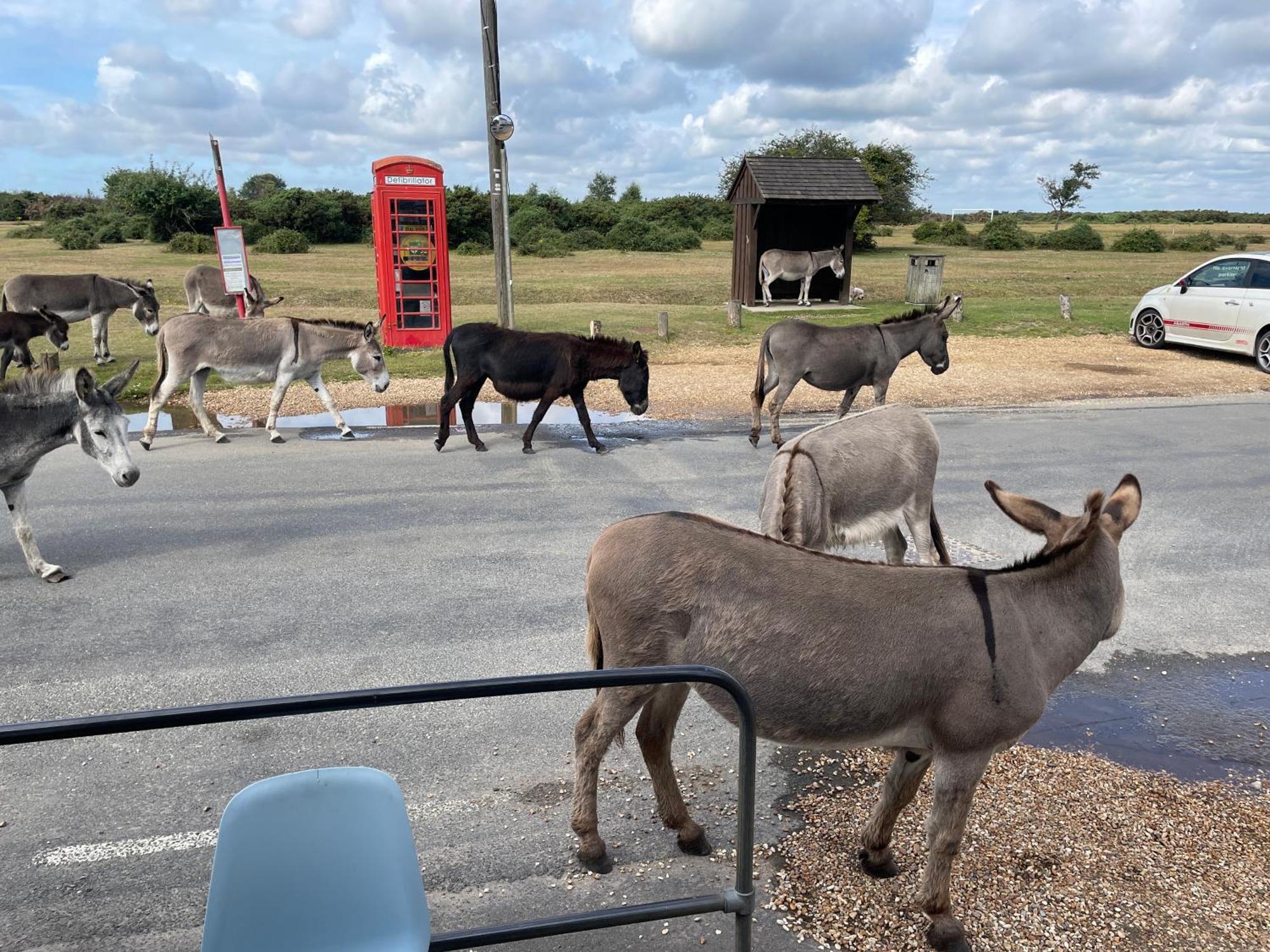 New Forest View Beaulieu Exterior foto